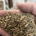 金盏菊种子矮生长生菊花籽室内盆栽花草庭院花卉