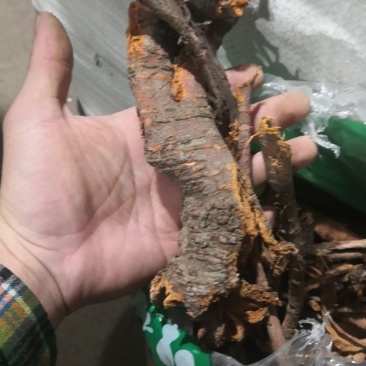 苦里根睇牛仔去芯货苦里脚根黎辣根纯干货