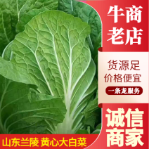 黄心大白菜4—6斤大量上市，质量优，产地直销