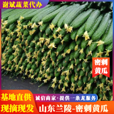 山东兰陵黄瓜上市中，质量优货量大，产地直销一条龙服务