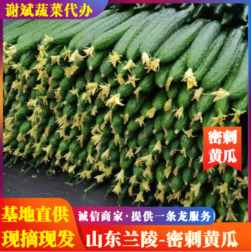 山东兰陵黄瓜上市中，质量优货量大，产地直销一条龙服务