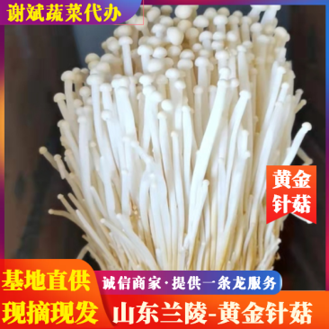 黄金针菇大量上市中，质量更好，精品黄金针菇多种包装！