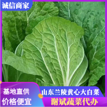 山东黄心大白菜4—6斤大量上市，质量优，产地直销