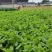 【精选】四川莴笋大量上市基地批发品质保证对接商超