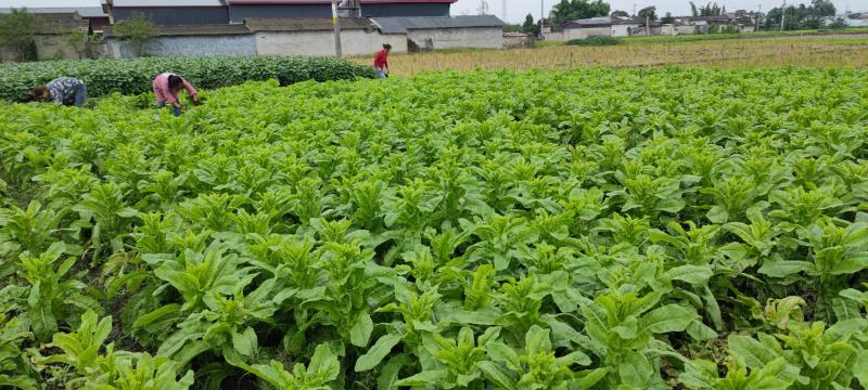 【精选】四川莴笋大量上市基地批发品质保证对接商超