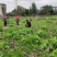 【精选】四川莴笋大量上市基地批发品质保证对接商超