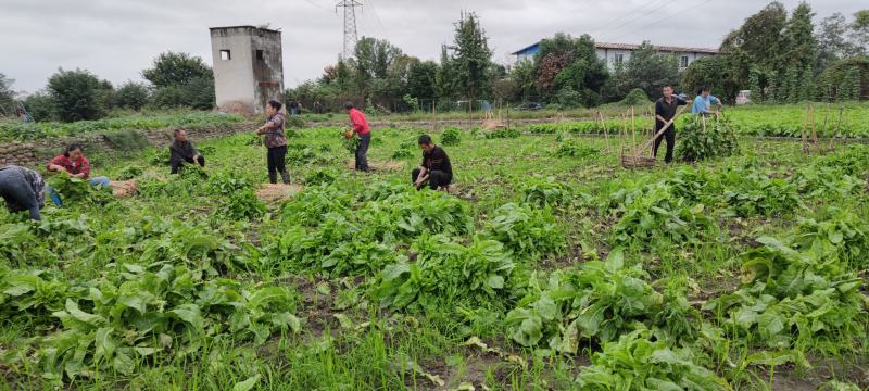 【精选】四川莴笋大量上市基地批发品质保证对接商超