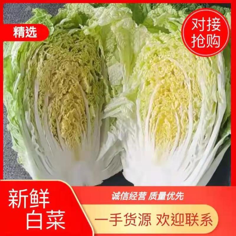 【推荐】黄心大白菜，品质好，货源多，有需要的可以联系，