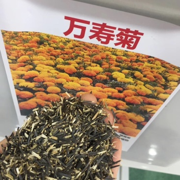 万寿菊种子耐寒草花万寿菊花种子园林景观工程绿化