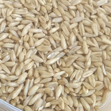 燕麦米