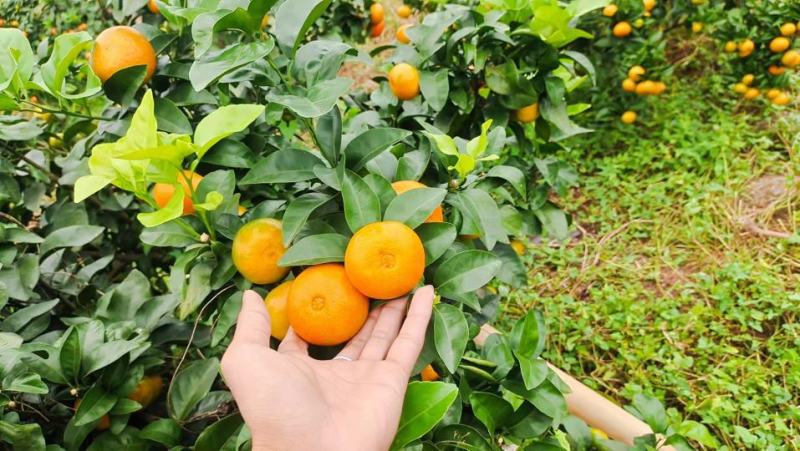 四川金秋沙糖桔，支持线上交易，可实地看货