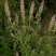 荆芥穗，优质荆芥穗，干净无杂质量保证量大从优！