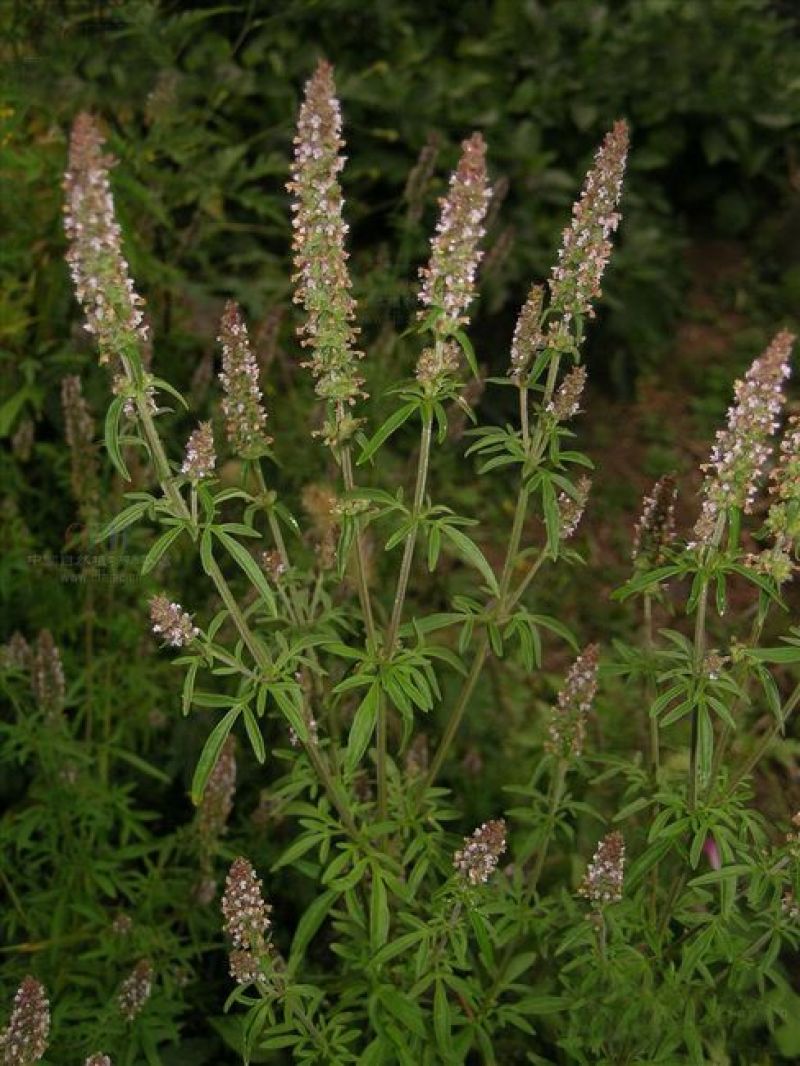 荆芥穗，优质荆芥穗，干净无杂质量保证量大从优！