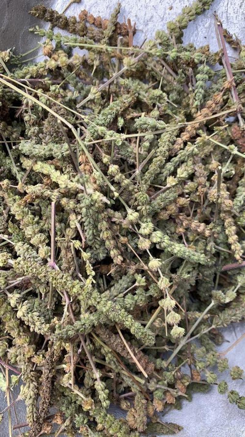 荆芥穗，优质荆芥穗，干净无杂质量保证量大从优！