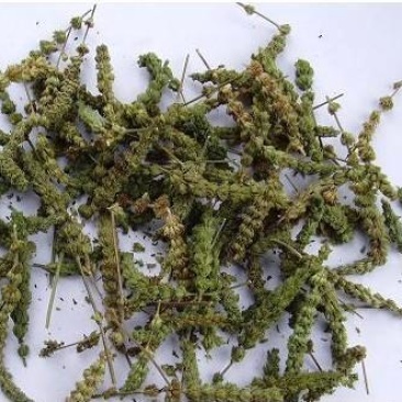 荆芥穗，优质荆芥穗，干净无杂质量保证量大从优！