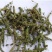 荆芥穗，优质荆芥穗，干净无杂质量保证量大从优！
