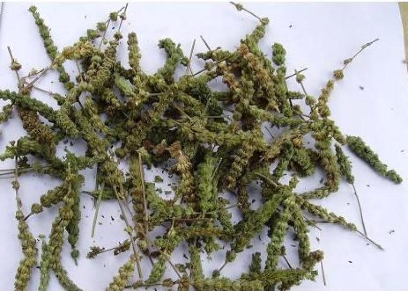 荆芥穗，优质荆芥穗，干净无杂质量保证量大从优！
