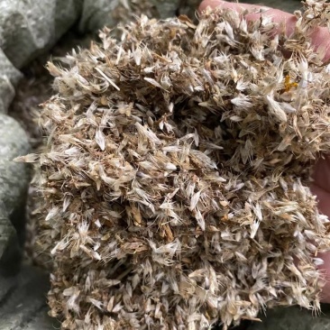 天人菊花种籽子多年生六月菊宿根庭院绿化花海