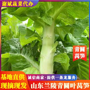山东兰陵圆叶莴苣无空心，无裂口，青皮青肉，产地直供