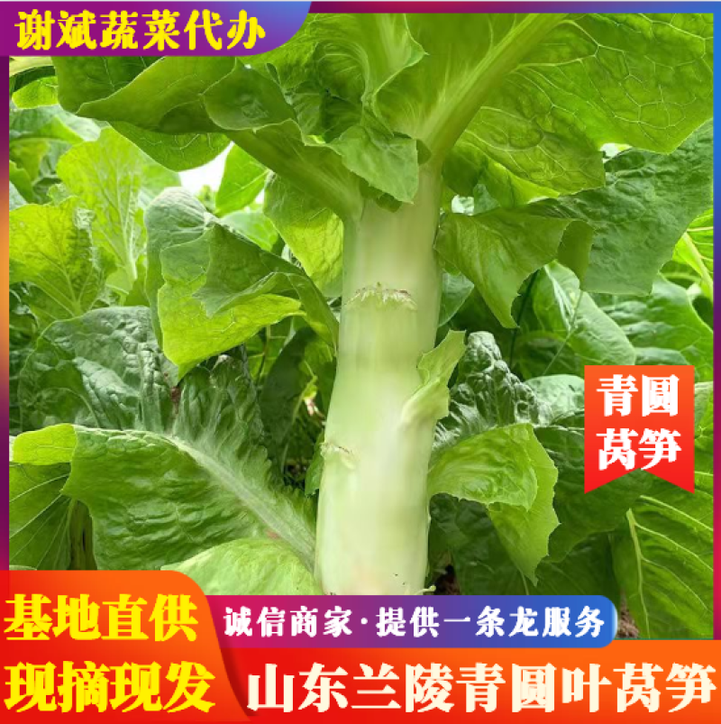 山东兰陵圆叶莴苣无空心，无裂口，青皮青肉，产地直供