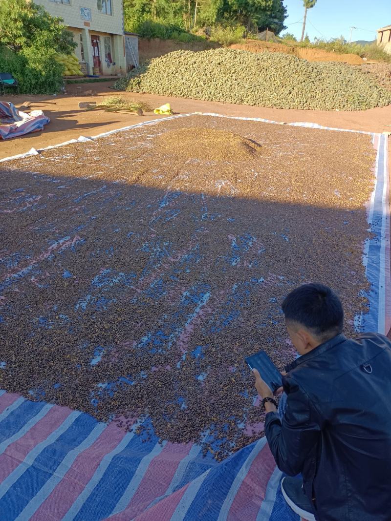 松子落水松大量供应需要的老板请联系