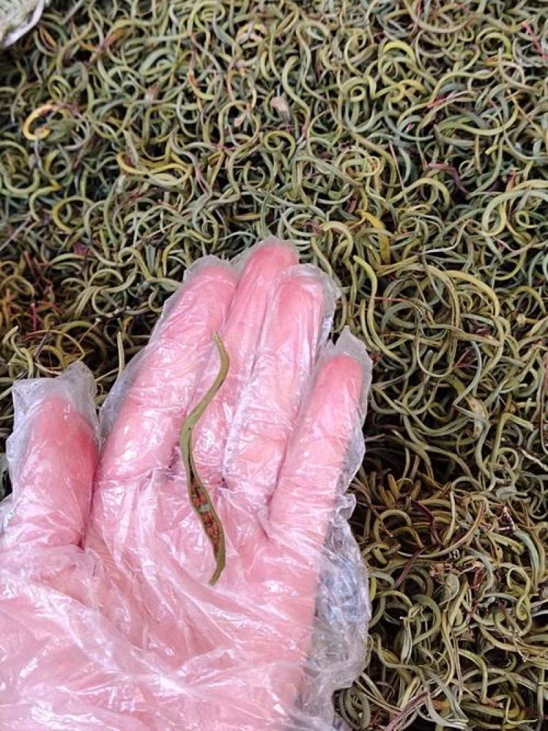 化石草，小中大叶化石草正品新货，颜色好无硫质量保证