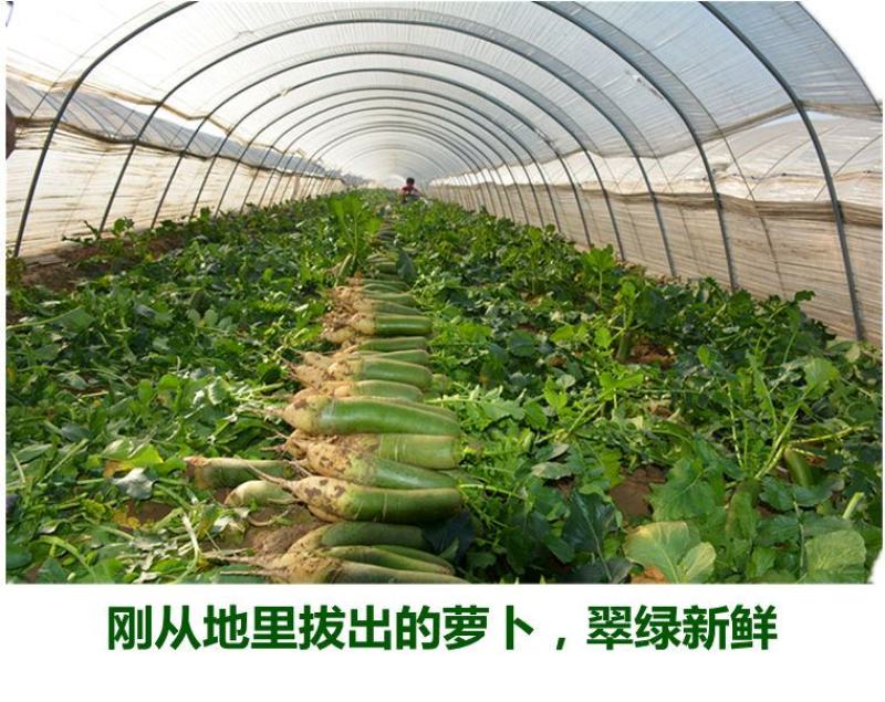 【一件代发】水果萝卜新鲜正宗潍坊青萝卜沙窝萝卜生吃脆甜