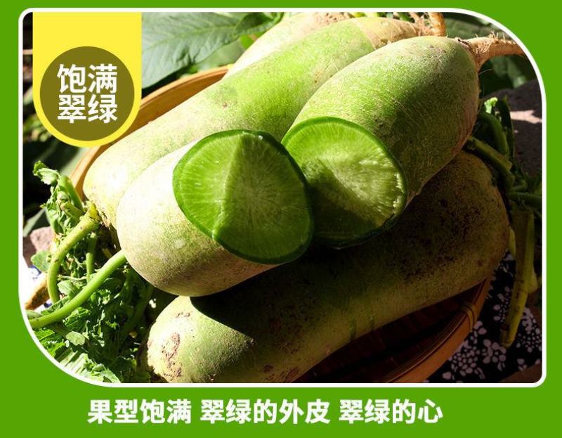【一件代发】水果萝卜新鲜正宗潍坊青萝卜沙窝萝卜生吃脆甜