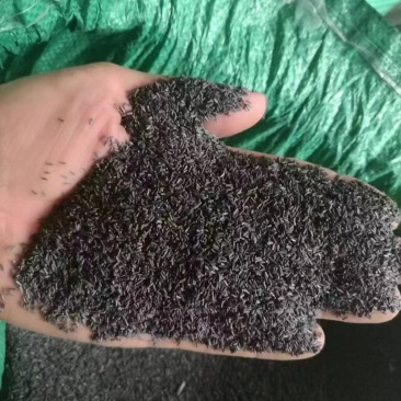 黑心金光菊花籽黑心菊花种子黑眼菊草花海景观工程园林