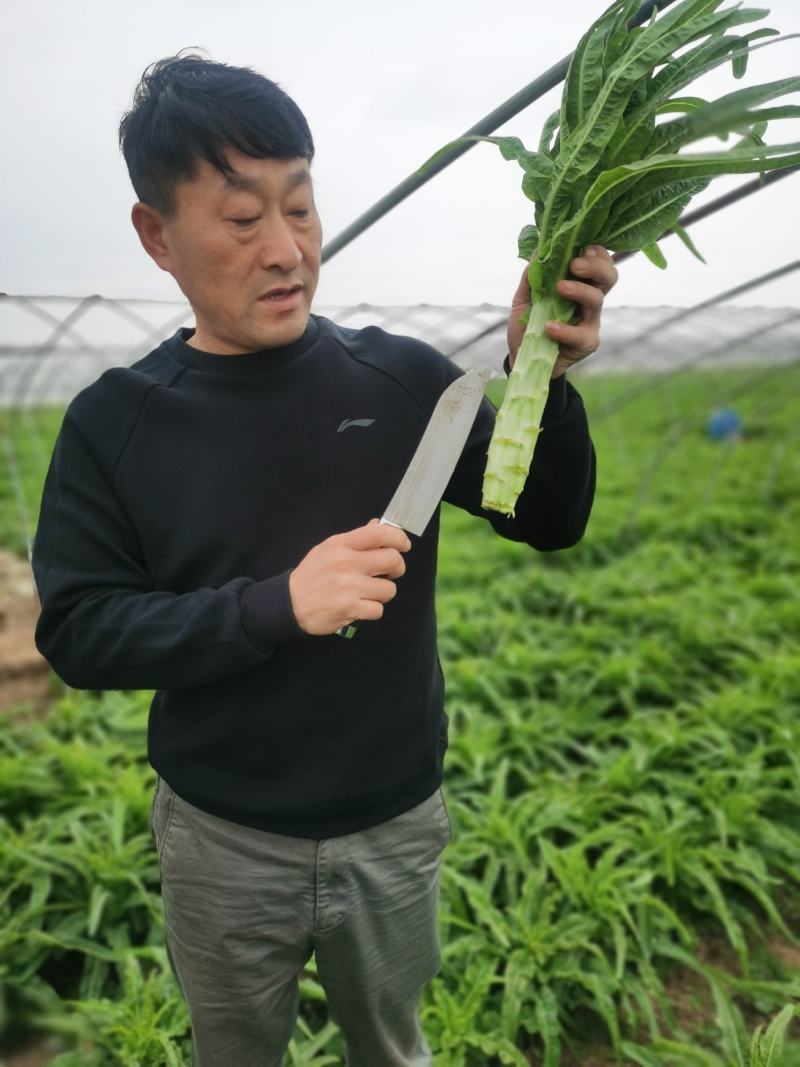 山东兰陵圆叶莴苣无空心，无裂口，青皮青肉，产地直供