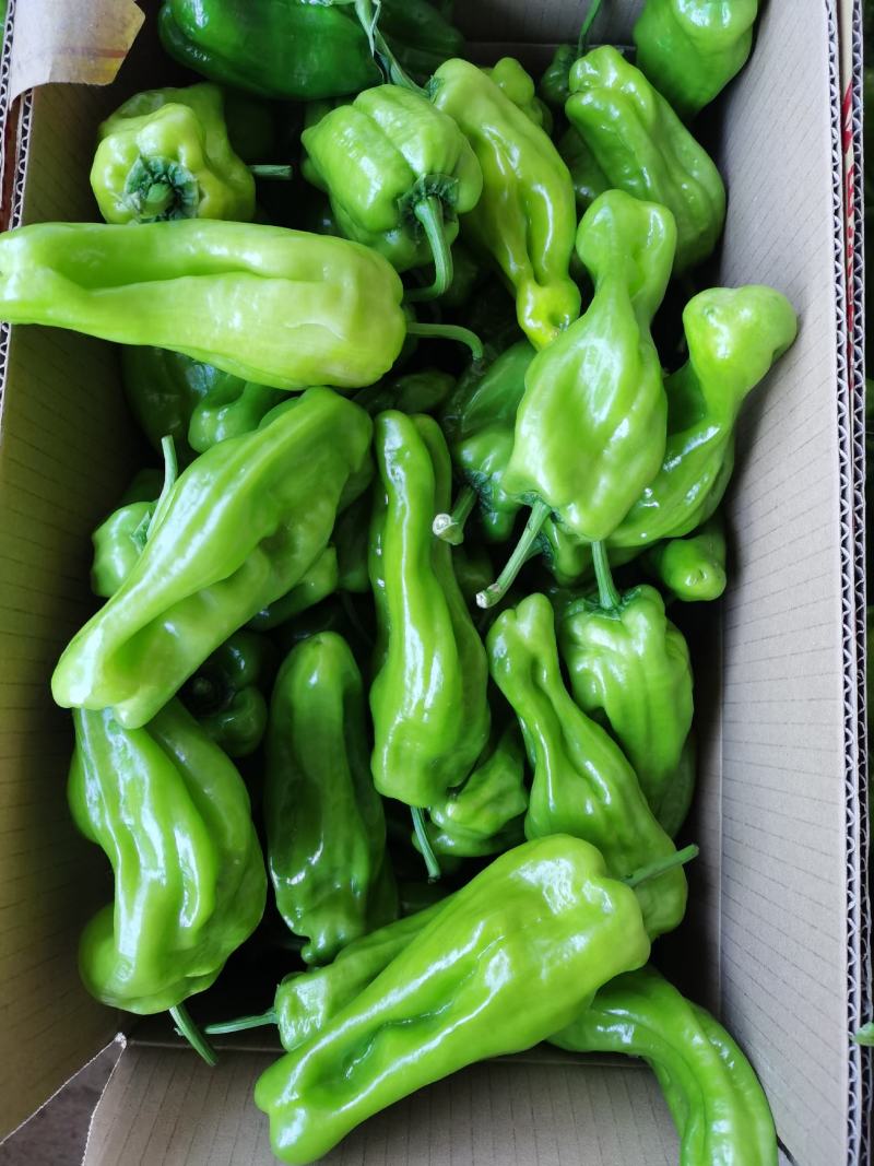 山东兰陵精品辣椒，上市货源充足，质量更好价格更低，一条龙