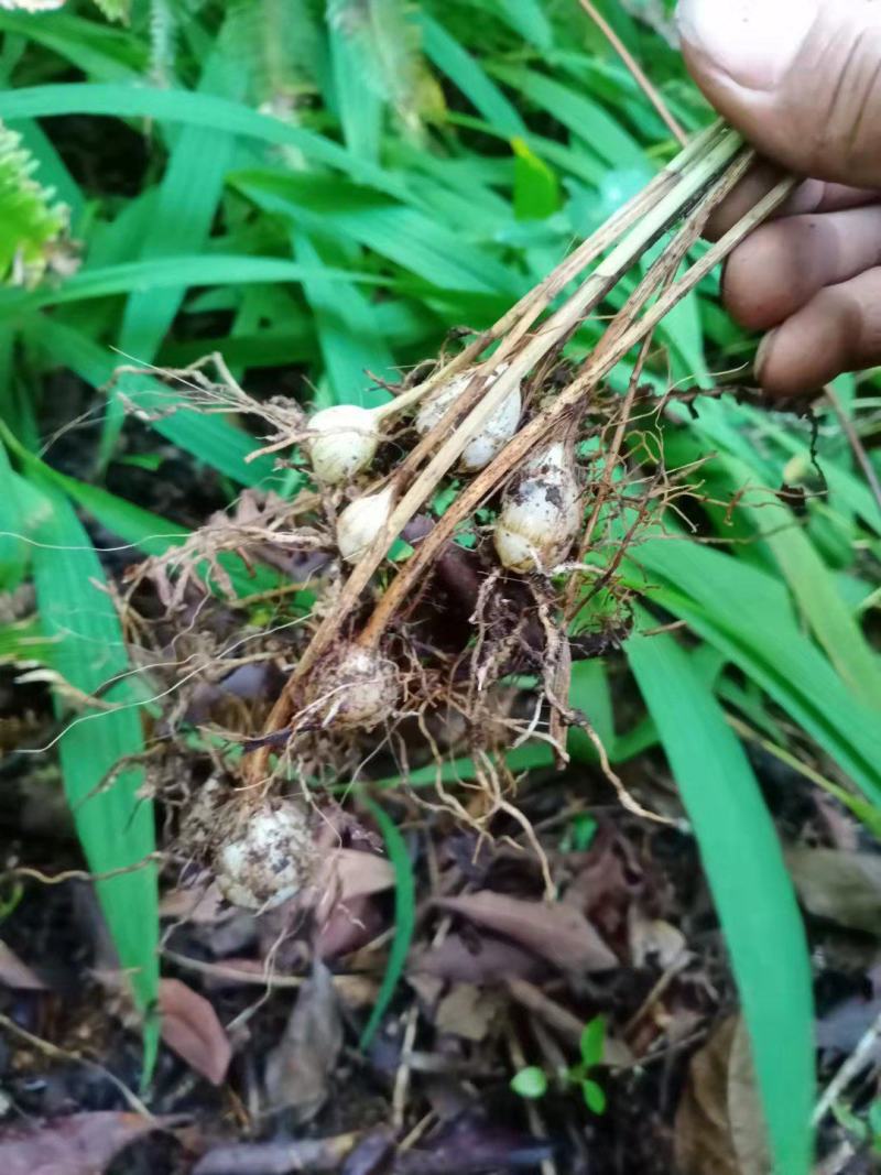 云南小圆白芨，糯白芨、小毛茨菇，季节性有货