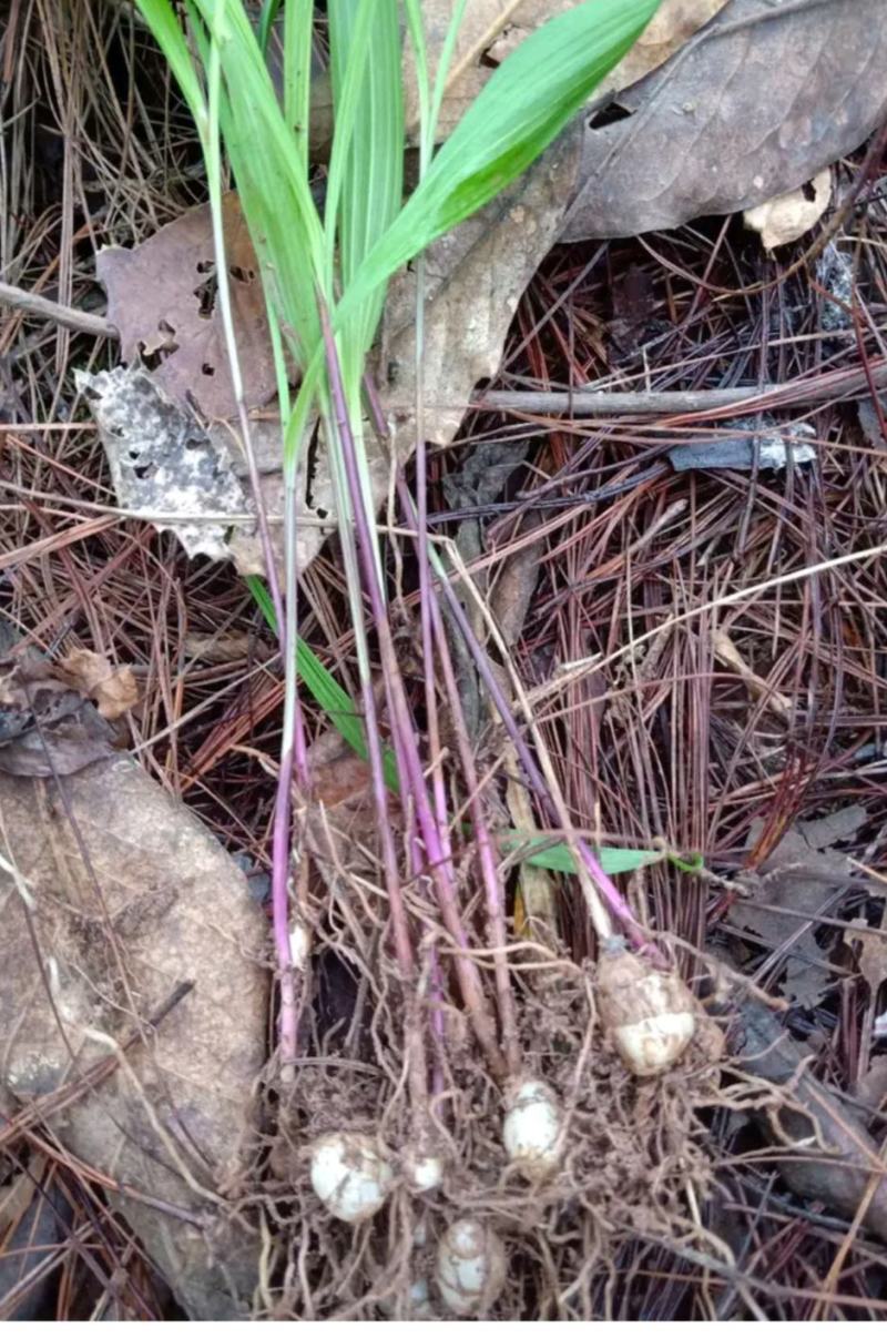 云南小圆白芨，糯白芨、小毛茨菇，季节性有货