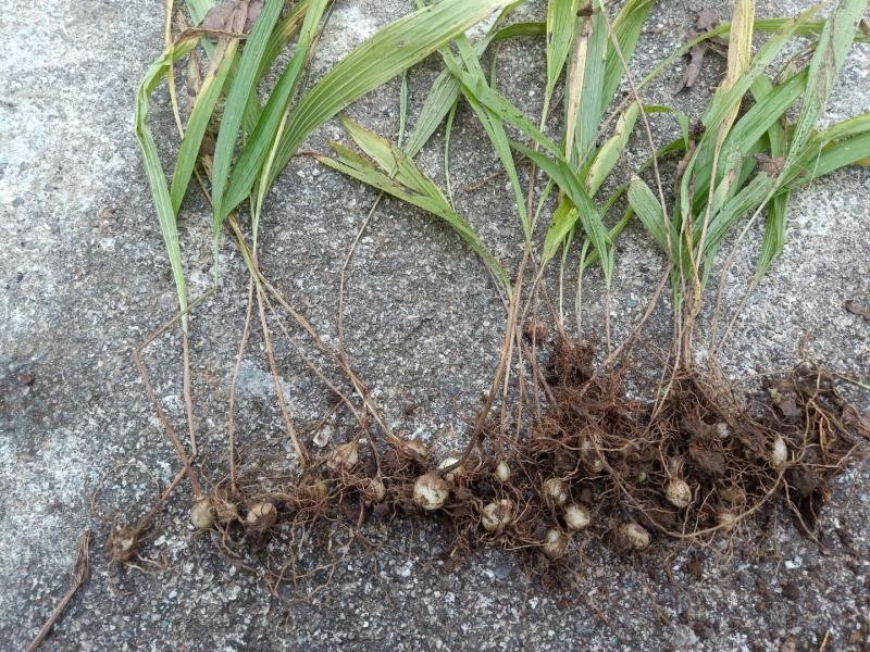 云南小圆白芨，糯白芨、小毛茨菇，季节性有货