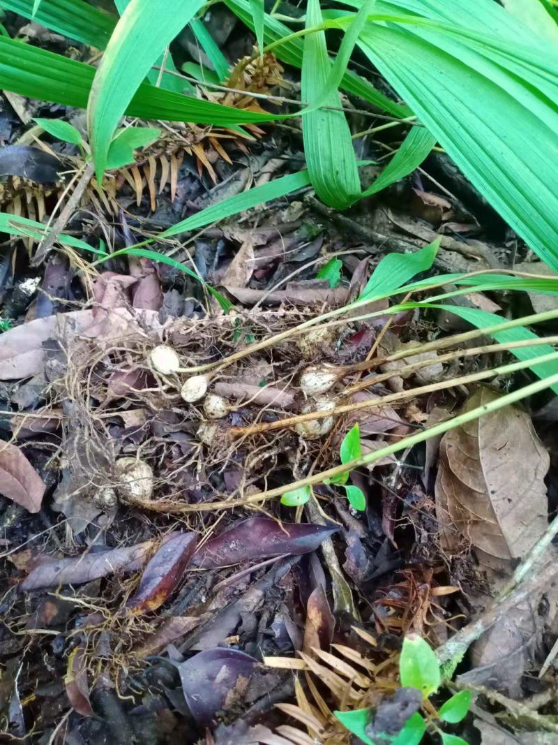 云南小圆白芨，糯白芨、小毛茨菇，季节性有货
