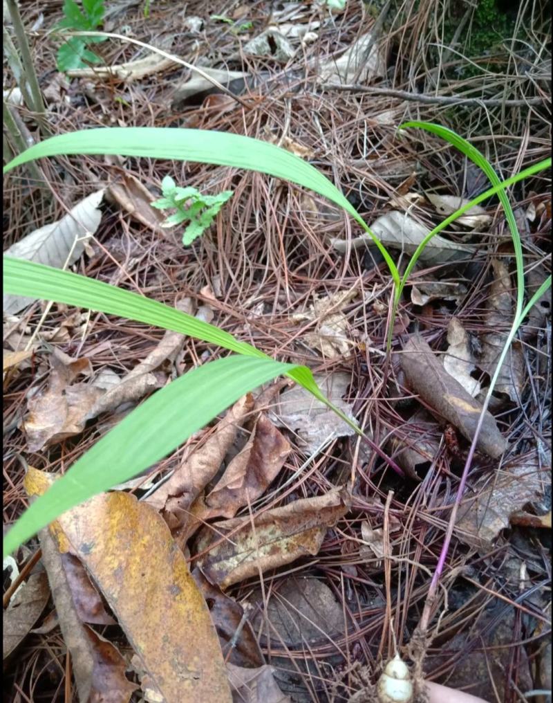 云南小圆白芨，糯白芨、小毛茨菇，季节性有货