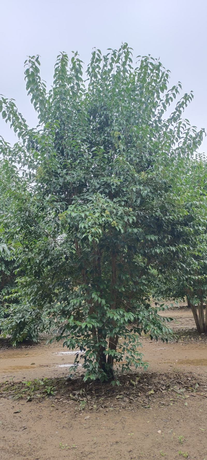 供应自家苗圃3/4/5米丛生大叶女贞，每个枝条6/8公分