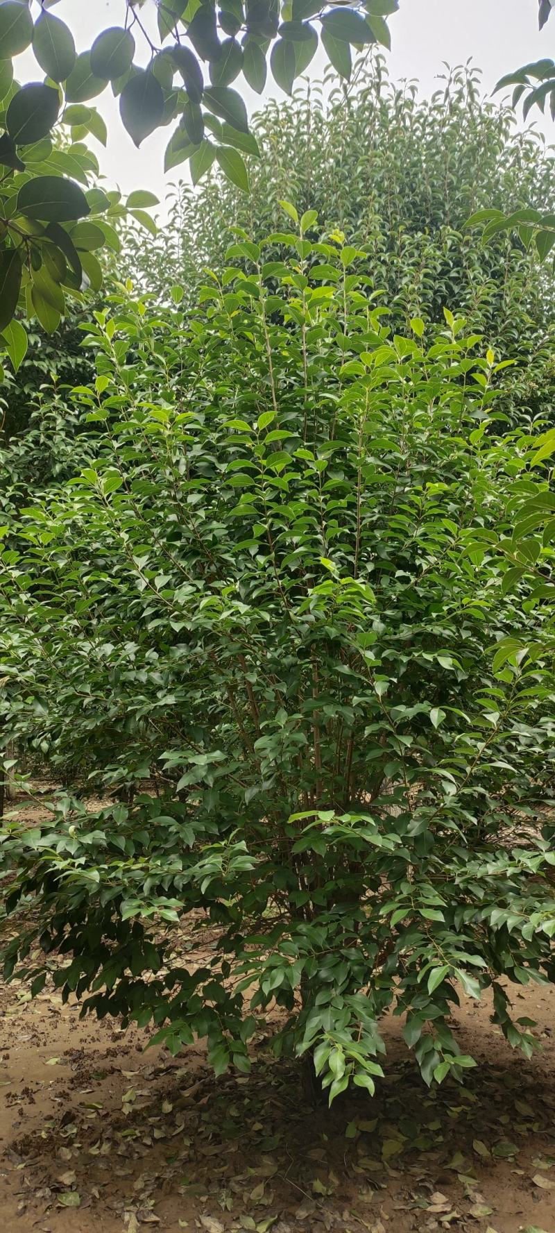 供应自家苗圃3/4/5米丛生大叶女贞，每个枝条6/8公分