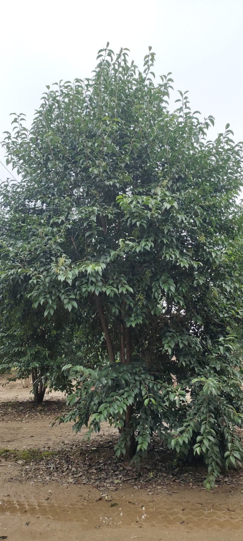 供应自家苗圃3/4/5米丛生大叶女贞，每个枝条6/8公分
