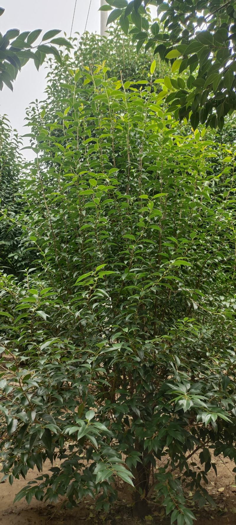 供应自家苗圃3/4/5米丛生大叶女贞，每个枝条6/8公分