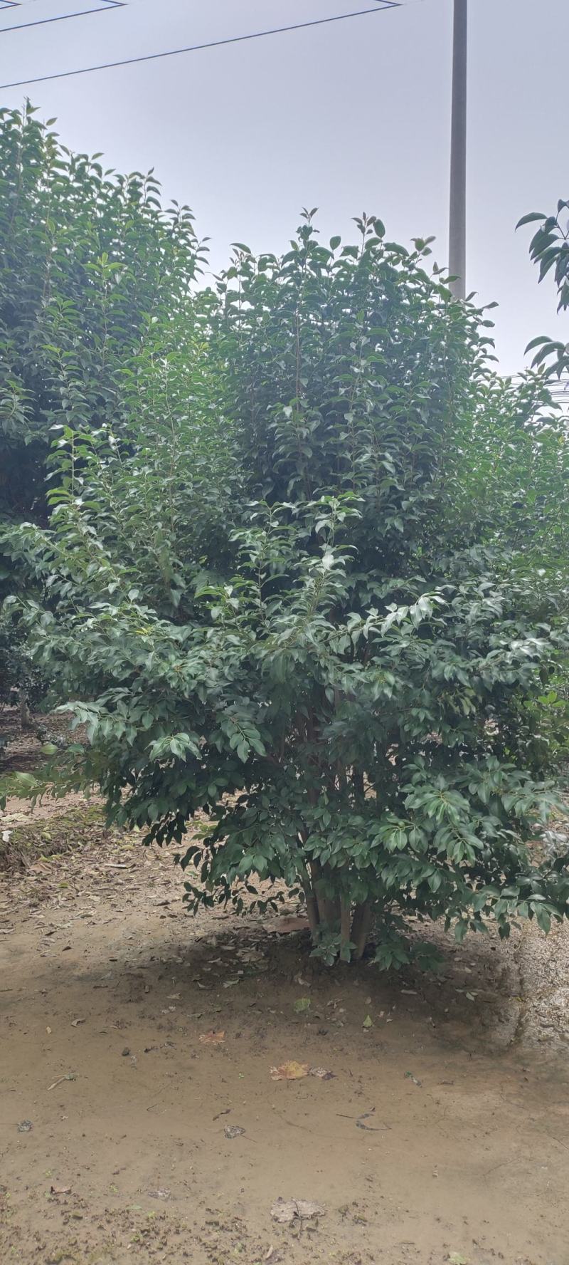 供应自家苗圃3/4/5米丛生大叶女贞，每个枝条6/8公分