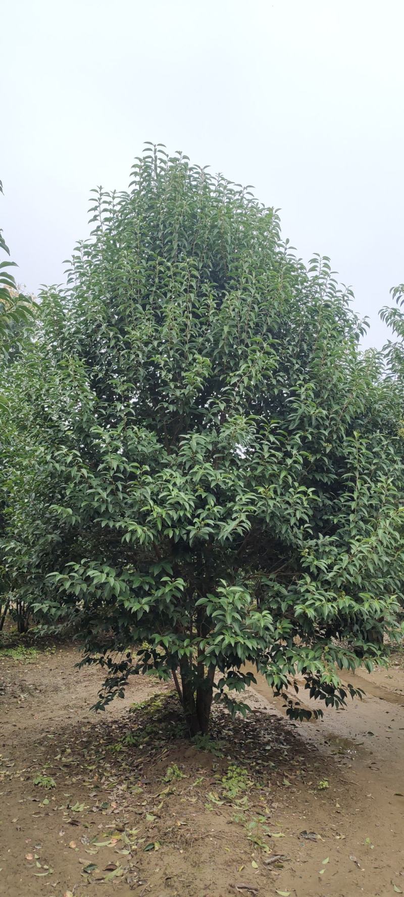 供应自家苗圃3/4/5米丛生大叶女贞，每个枝条6/8公分