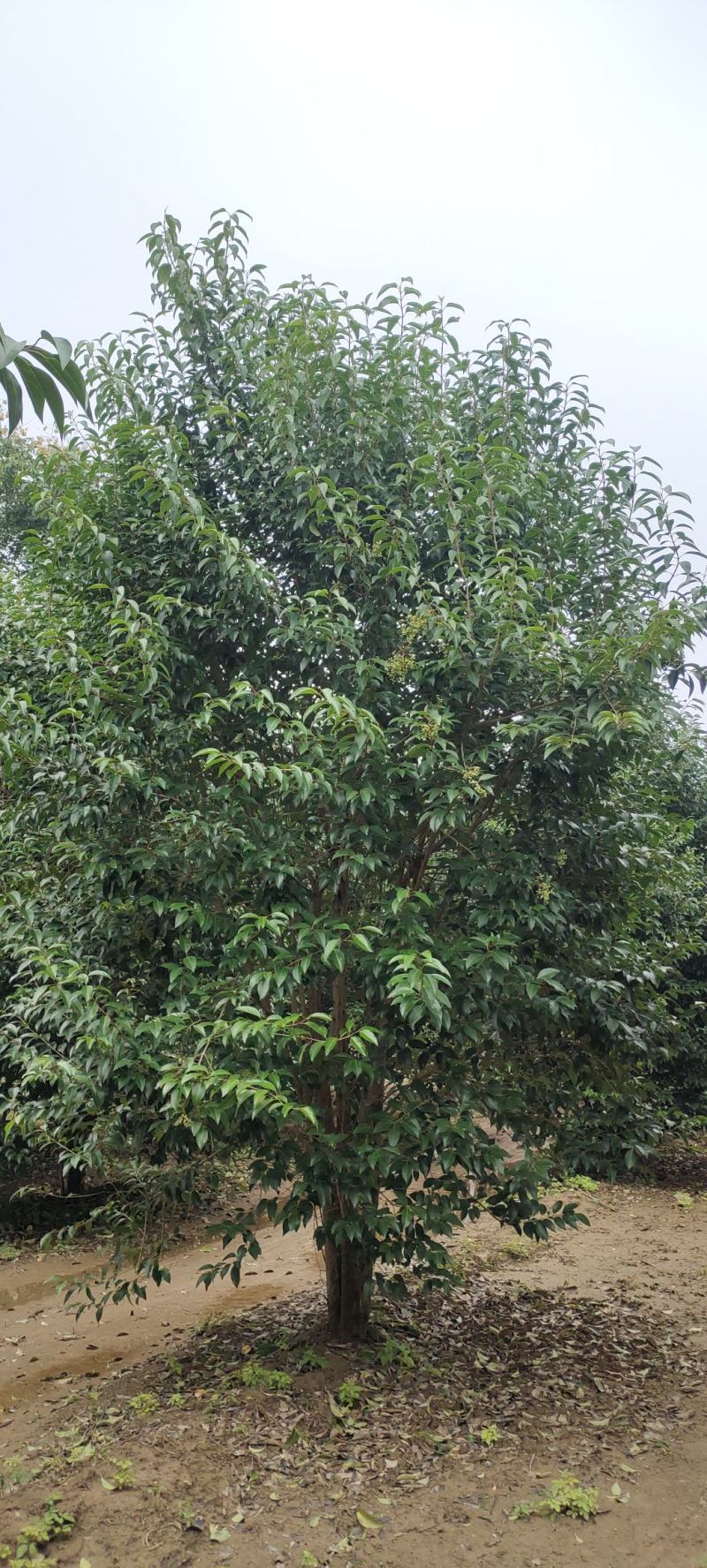 供应自家苗圃3/4/5米丛生大叶女贞，每个枝条6/8公分