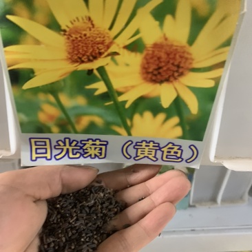 日光菊花种子小黄花籽多年生宿根黄色菊花种子籽耐寒耐旱