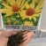 日光菊花种子小黄花籽多年生宿根黄色菊花种子籽耐寒耐旱