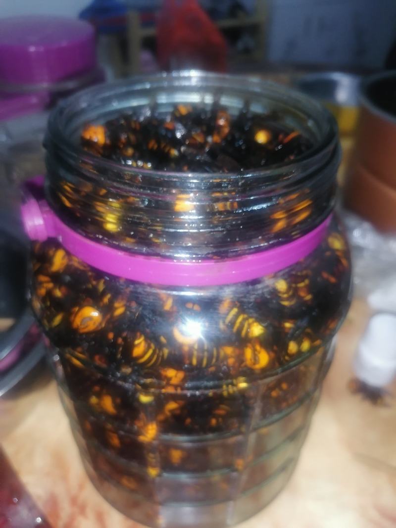 野生地龙蜂虎头蜂金蜂泡酒蜂巢酒