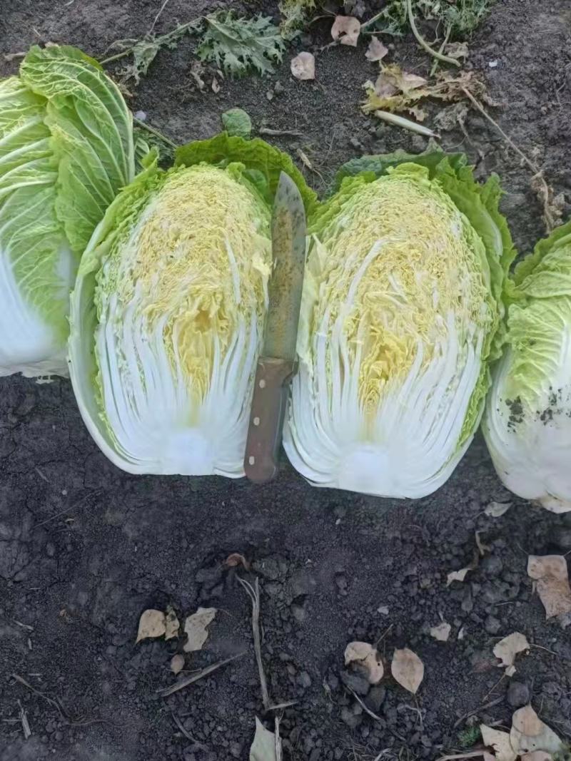 白菜黄心白菜吉林四平黄心白菜基地直供量大质优