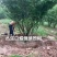 山东白蜡树，速生白蜡基地，白蜡国槐