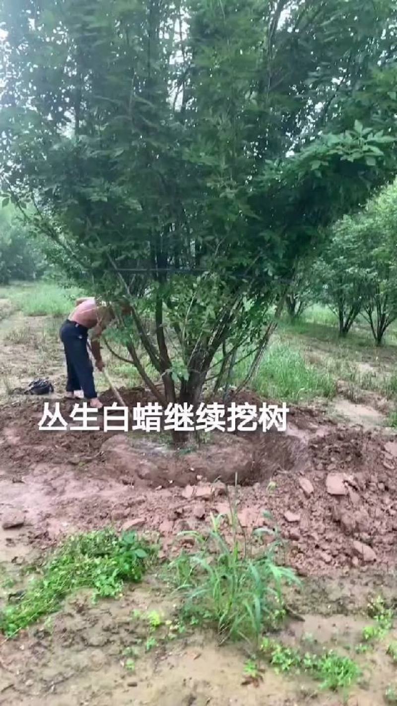 山东白蜡树，速生白蜡基地，白蜡国槐