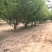 山东白蜡树，速生白蜡基地，白蜡国槐